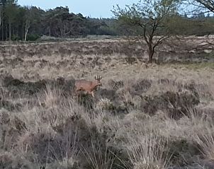 Wild hert in de nabijheid van Vakantiehuis in Otterlo, Veluwe, toont de rijke fauna van de omgeving.