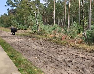 Paden in de Veluwe nabij Vakantiehuis in Otterlo, ideaal voor wandelingen en fietstochten.