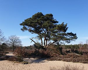 Iconische boom in de Veluwe, nabij Vakantiehuis in Otterlo, biedt een schilderachtig uitzicht.