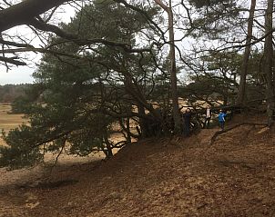 Natuurlijke omgeving rondom Chalet in Otterlo, Veluwe, ideaal voor wandelingen en natuurbeleving in Gelderland.