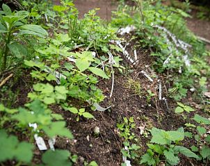 Unterkunft 3225324 - Ferienhaus Veluwe - Vakantiehuis in Otterlo