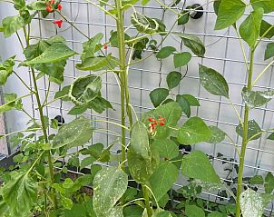 Unterkunft 3225325 - Ferienhaus Veluwe - Vakantiehuisje in Otterlo