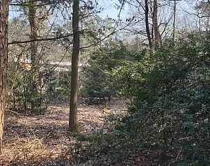 Natuurlijke omgeving rondom Vakantiehuisje in Otterlo, Veluwe, Gelderland.