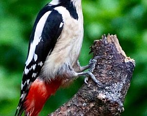 Specht in de natuur bij Vakantiehuisje in Otterlo, Veluwe, Gelderland.