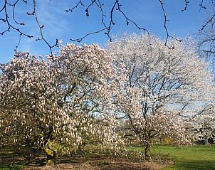 Bloeiende bomen in de omgeving van Vakantiehuisje in Otterlo, Veluwe, Gelderland.