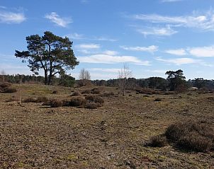 Heideveld op de Veluwe bij Vakantiehuisje in Otterlo, Gelderland.
