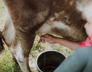 Handmelken van koe in Huisje in Oosterwolde Gelderland, authentieke boerderijbeleving.