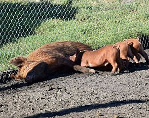 Varkens met biggetjes in de zon bij vakantiehuis Oosterwolde Gelderland, Veluwe.