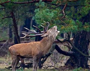 Verblijf 3227103 - Vakantiewoning Veluwe - Vakantiehuisje in Epe