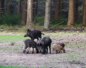 Verblijf 3227103 - Vakantiewoning Veluwe - Vakantiehuisje in Epe