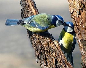 Verblijf 3227103 - Vakantiewoning Veluwe - Vakantiehuisje in Epe