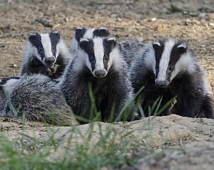 Verblijf 3227103 - Vakantiewoning Veluwe - Vakantiehuisje in Epe