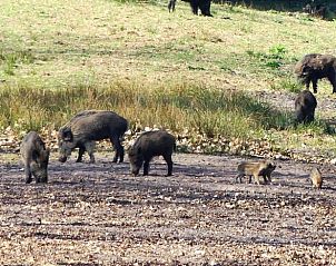 Verblijf 3227111 - Vakantiewoning Veluwe - Vakantiehuis in Epe