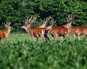 Verblijf 3227111 - Vakantiewoning Veluwe - Vakantiehuis in Epe