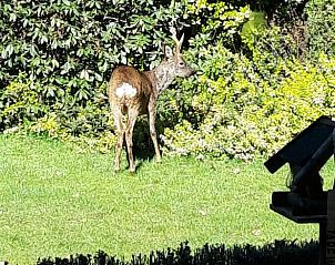 Natural surroundings at Holiday home in Epe, Veluwe, Gelderland. Discover wildlife from this idyllic vacation home.