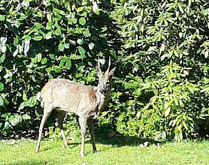 Enjoy nature around Holiday home in Epe, Veluwe, Gelderland, with a curious deer in the green surroundings.