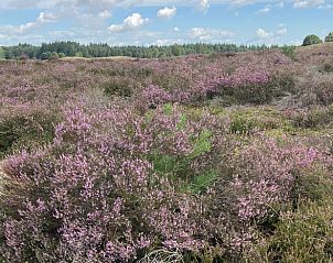 Unterkunft 3227124 - Ferienhaus Veluwe - Vakantiehuisje in Epe