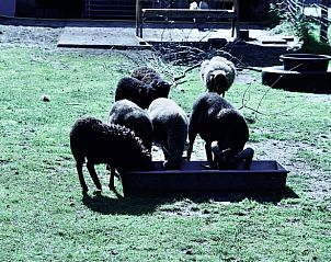 Sheep drinking water in the meadow at Holiday Home in Epe, Veluwe, Gelderland.