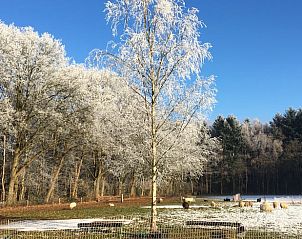 Winter landscape with trees and sheep at Holiday home in Epe, Veluwe, Gelderland.