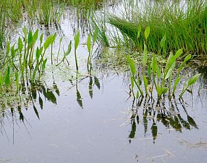 Wetlands with plants at Holiday home in Epe, Veluwe, Gelderland.