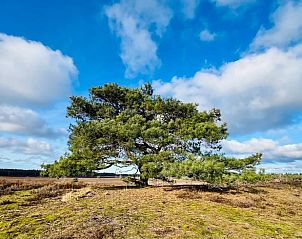 Vacation home in Epe with veranda, surrounded by nature, Veluwe, Gelderland.