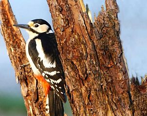Unterkunft 322721 - Ferienhaus Veluwe - Huisje in Epe
