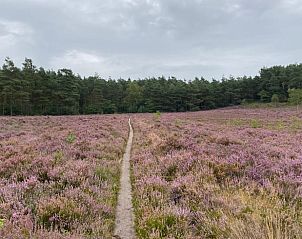 Guest house 322732 - Holiday property Veluwe - Huisje in Epe