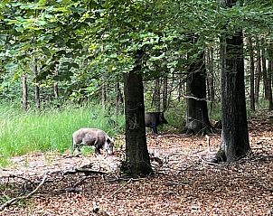 Guest house 322732 - Holiday property Veluwe - Huisje in Epe