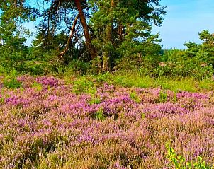 Guest house 322732 - Holiday property Veluwe - Huisje in Epe