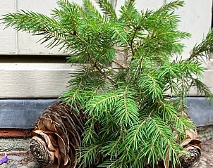 Unterkunft 322734 - Ferienhaus Veluwe - Vakantiehuis in Epe