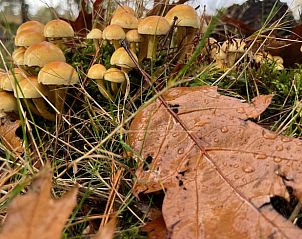 Unterkunft 322734 - Ferienhaus Veluwe - Vakantiehuis in Epe