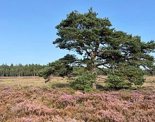 Unterkunft 322734 - Ferienhaus Veluwe - Vakantiehuis in Epe