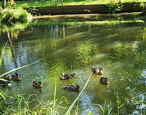 Guest house 322746 - Holiday property Veluwe - Huisje in Epe