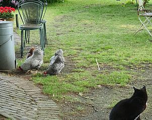 Guest house 322746 - Holiday property Veluwe - Huisje in Epe