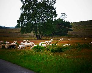 Unterkunft 322905 - Ferienhaus Veluwe - Vakantiehuis in Vierhouten