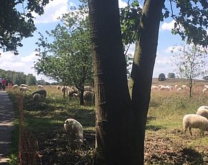 Unterkunft 322905 - Ferienhaus Veluwe - Vakantiehuis in Vierhouten