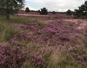 Unterkunft 322905 - Ferienhaus Veluwe - Vakantiehuis in Vierhouten