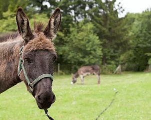 Unterkunft 322909 - Ferienhaus Veluwe - Vakantiehuis in Vierhouten