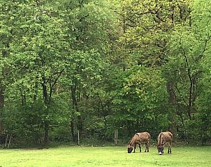 Unterkunft 322909 - Ferienhaus Veluwe - Vakantiehuis in Vierhouten