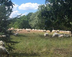Unterkunft 322911 - Ferienhaus Veluwe - Vakantiehuis in Vierhouten