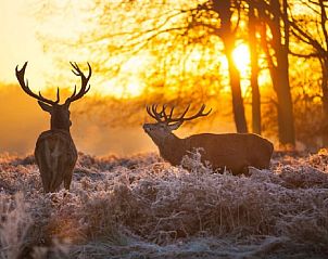 Unterkunft 322911 - Ferienhaus Veluwe - Vakantiehuis in Vierhouten