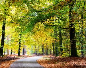 Unterkunft 322911 - Ferienhaus Veluwe - Vakantiehuis in Vierhouten