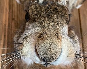 Unterkunft 322914 - Ferienhaus Veluwe - Vakantiehuisje in Vierhouten