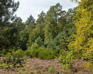 Unterkunft 322915 - Ferienhaus Veluwe - Huisje in Vierhouten