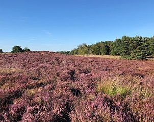 Unterkunft 322920 - Ferienhaus Veluwe - Vakantiehuisje in Vierhouten