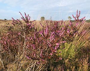 Unterkunft 322920 - Ferienhaus Veluwe - Vakantiehuisje in Vierhouten