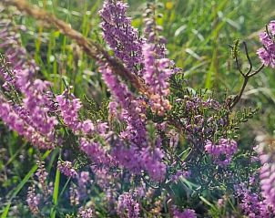 Verblijf 322922 - Chalet Veluwe - Farmhouse
