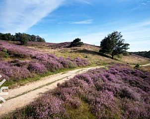 Unterkunft 322924 - Ferienhaus Veluwe - DG293