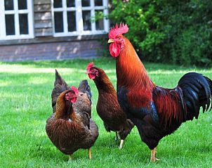Kippen scharrelen vrij rond bij Het Zuyerbroeck, bed and breakfast in Nunspeet, Veluwe, voor een landelijke ervaring.