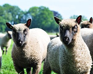 Schapen grazen in de omgeving van Het Zuyerbroeck, bed and breakfast in Nunspeet, Veluwe, voor een authentieke natuurbelevenis.
